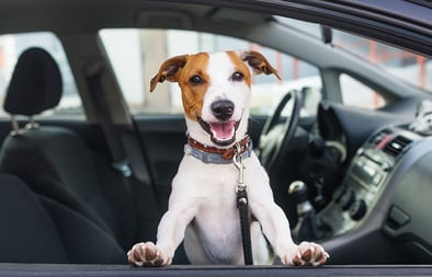 dog sitting at car window at bank 